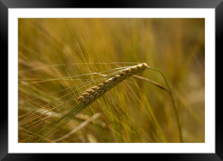 Ear of Wheat Framed Mounted Print by Carolyn Barnard
