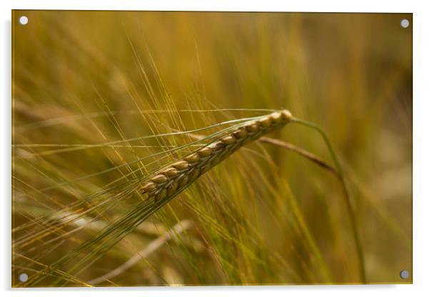 Ear of Wheat Acrylic by Carolyn Barnard
