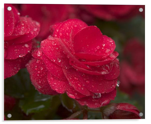 Red begonia Acrylic by Sheryl Baptiste