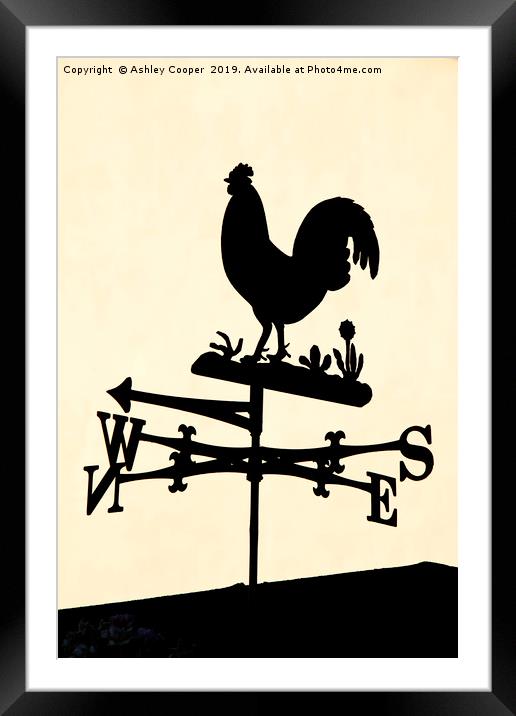 Cockerel Framed Mounted Print by Ashley Cooper