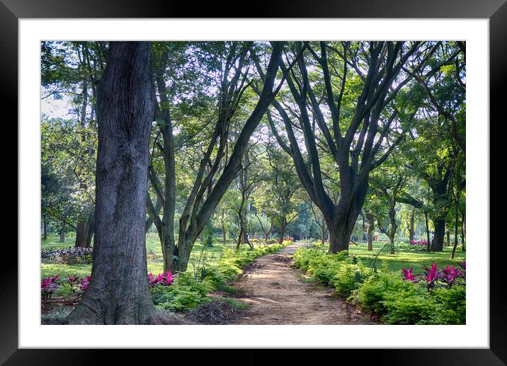 Cubbon Park Natures Path Framed Mounted Print by Mohamed Safeek S