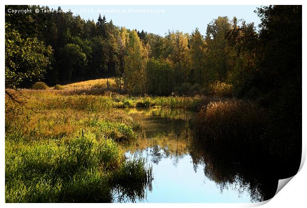 Small River in Autumn Sunlight Print by Taina Sohlman