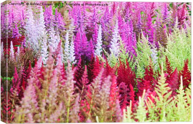Astilbe flowers. Canvas Print by Ashley Cooper