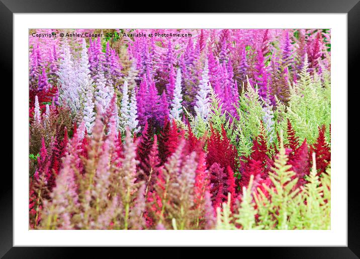 Astilbe flowers. Framed Mounted Print by Ashley Cooper
