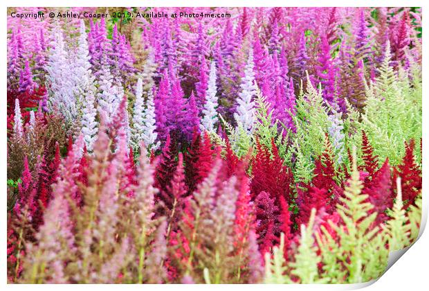 Astilbe flowers. Print by Ashley Cooper