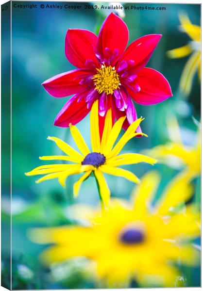 Red Yellow. Canvas Print by Ashley Cooper