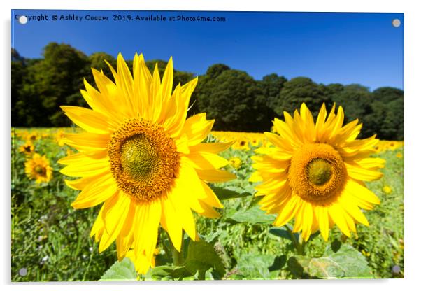 Norfolk Sunflower. Acrylic by Ashley Cooper