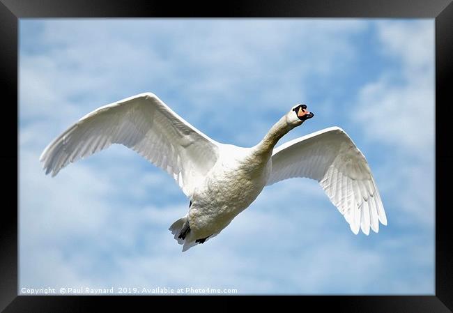 Incoming Mute Swan  Framed Print by Paul Raynard