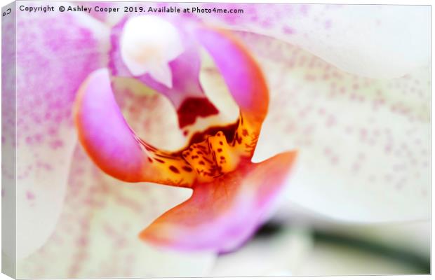 Orchid interior. Canvas Print by Ashley Cooper
