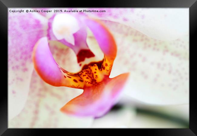 Orchid interior. Framed Print by Ashley Cooper