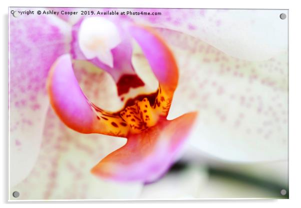 Orchid interior. Acrylic by Ashley Cooper