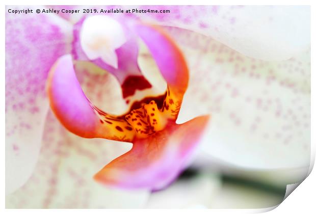 Orchid interior. Print by Ashley Cooper