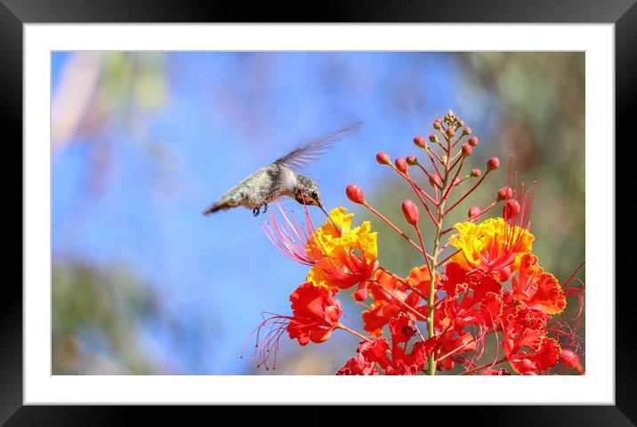 Hummingbird Framed Mounted Print by Debra Farrey