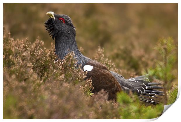 Western Capercaillie (Tetrao urogallus) Print by Gabor Pozsgai