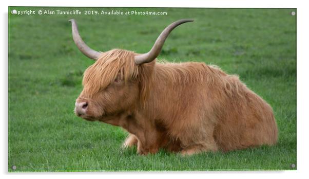 Highland cow Acrylic by Alan Tunnicliffe