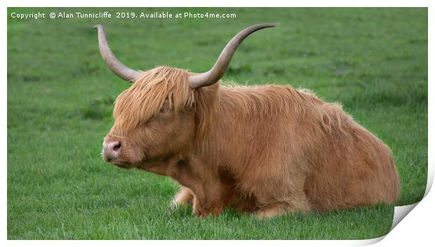 Highland cow Print by Alan Tunnicliffe