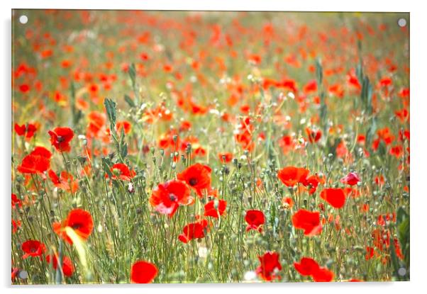 Poppies Acrylic by John Robertson