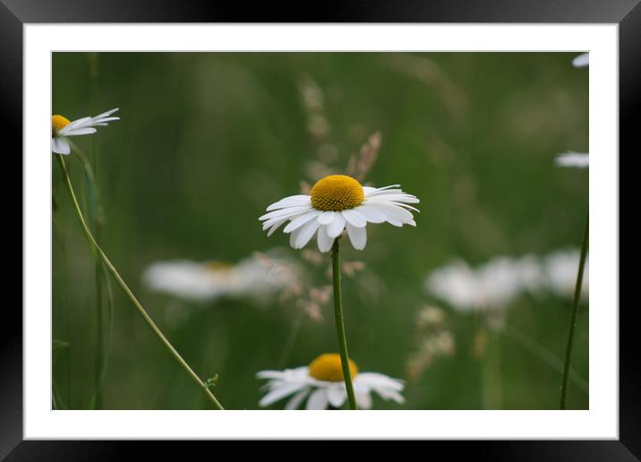 Daisy's  in Brompton  woods medway kent. Framed Mounted Print by zoe knight