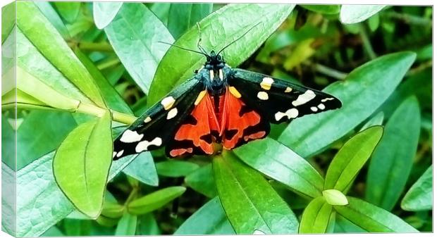 Scarlet Tiger Moth Canvas Print by Bob Walker