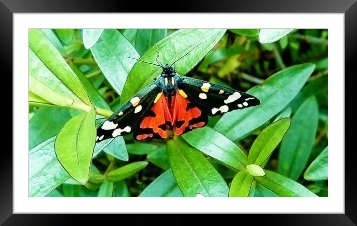 Scarlet Tiger Moth Framed Mounted Print by Bob Walker