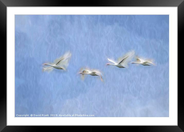 Swans Flight Art Framed Mounted Print by David Pyatt