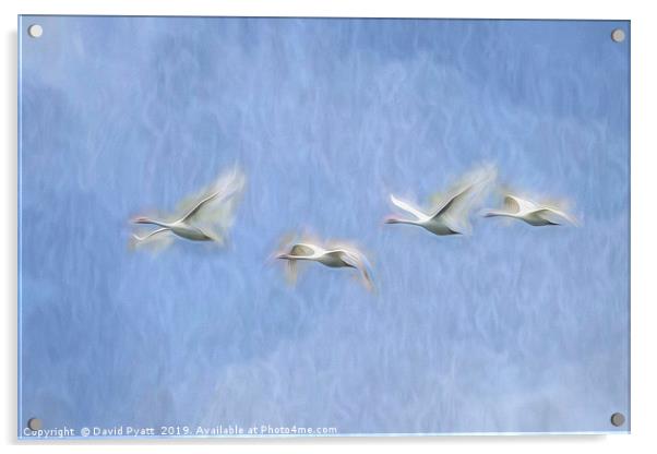 Swans Flight Art Acrylic by David Pyatt