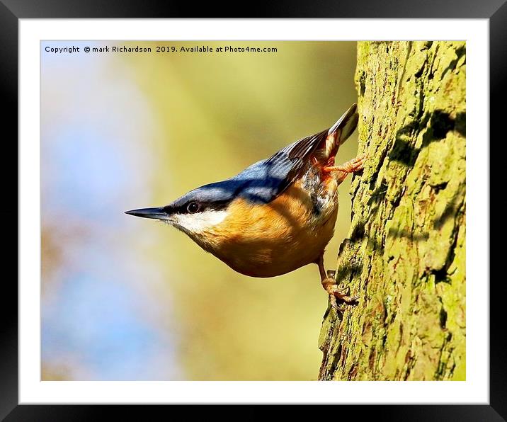 climbing nuthatch. Framed Mounted Print by mark Richardson