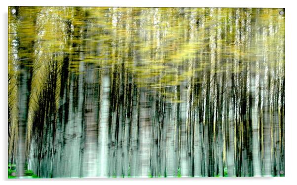 Trees Acrylic by John Robertson