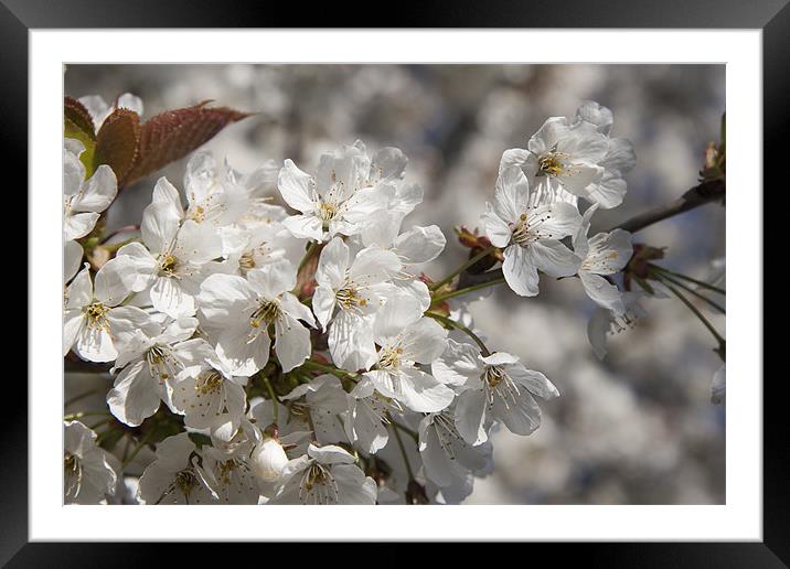 Cherry Blossom Framed Mounted Print by Dave Turner