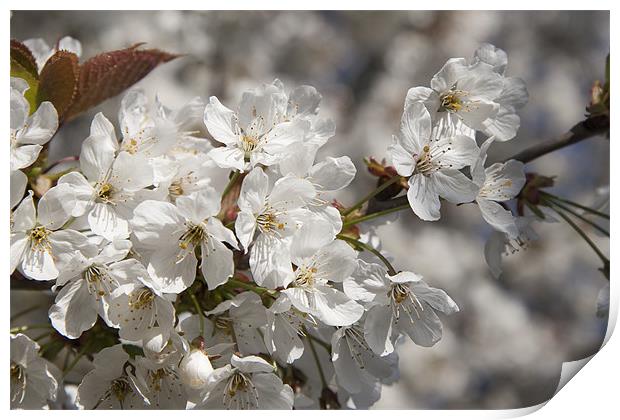Cherry Blossom Print by Dave Turner