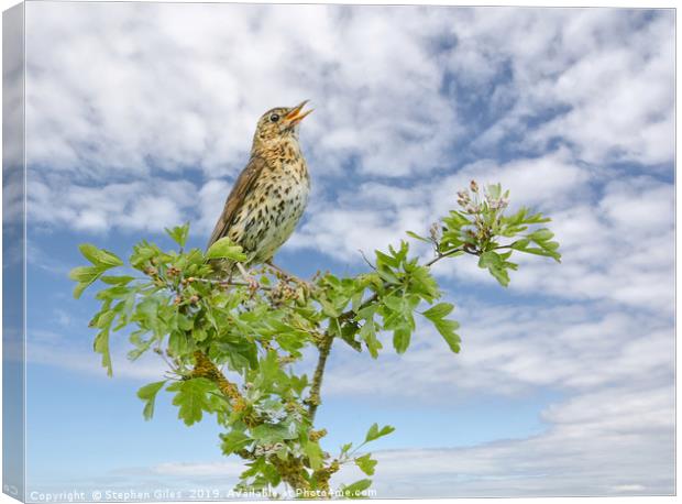 Song thrush Canvas Print by Stephen Giles