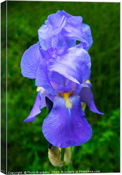 close up of blue violet iris flower  Canvas Print by Florin Brezeanu