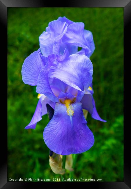 close up of blue violet iris flower  Framed Print by Florin Brezeanu