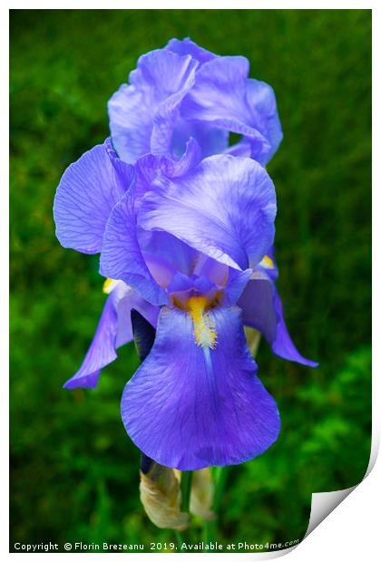 close up of blue violet iris flower  Print by Florin Brezeanu