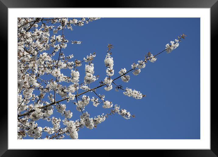 Cherry Blossom and Blue Sky Framed Mounted Print by Dave Turner