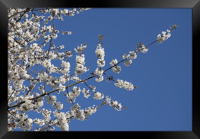 Cherry Blossom and Blue Sky Framed Print by Dave Turner
