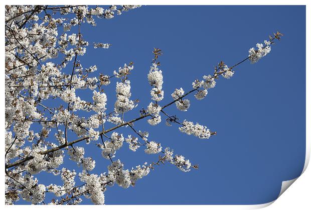 Cherry Blossom and Blue Sky Print by Dave Turner