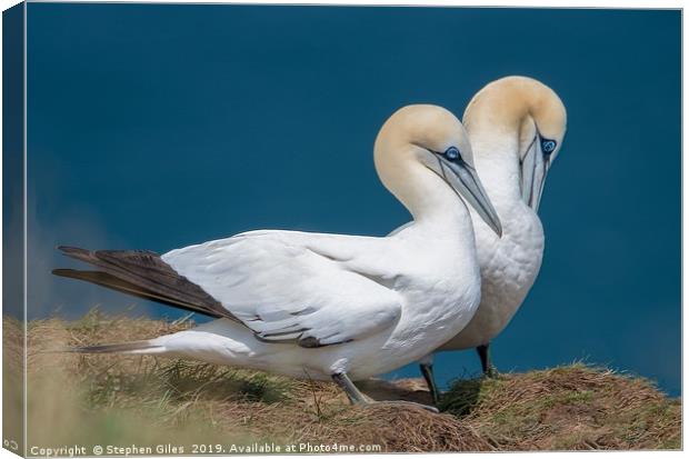 Two gannets Canvas Print by Stephen Giles