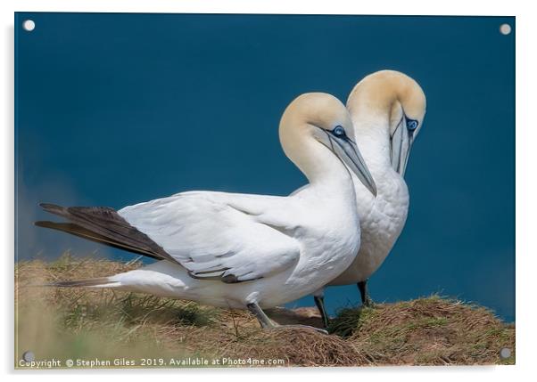 Two gannets Acrylic by Stephen Giles