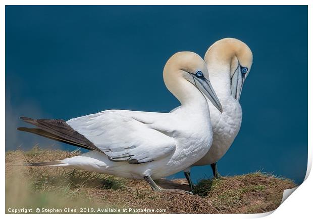 Two gannets Print by Stephen Giles