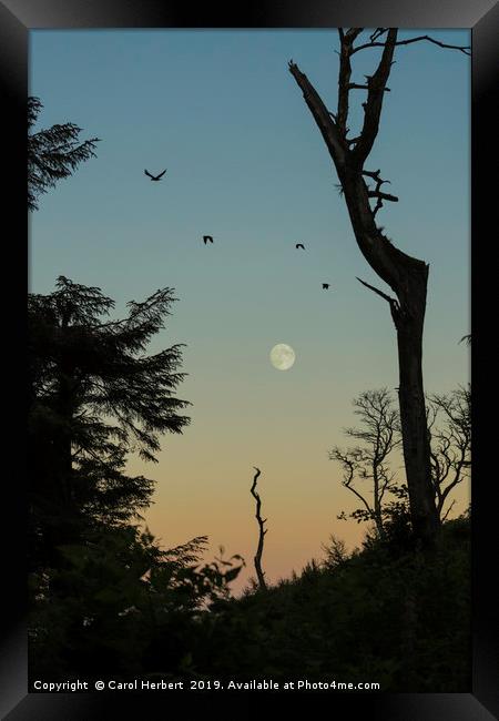 Moonrise Framed Print by Carol Herbert