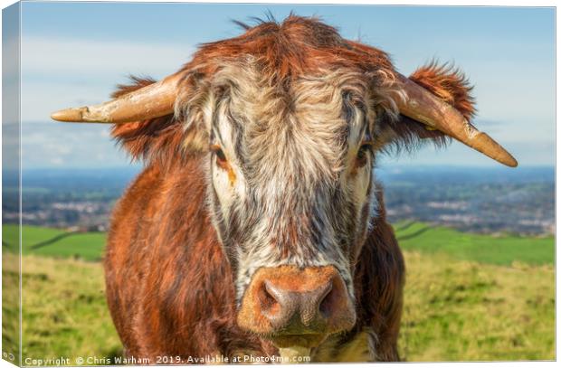 Cow portrait. English Longhorn Canvas Print by Chris Warham