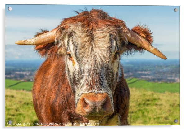 Cow portrait. English Longhorn Acrylic by Chris Warham