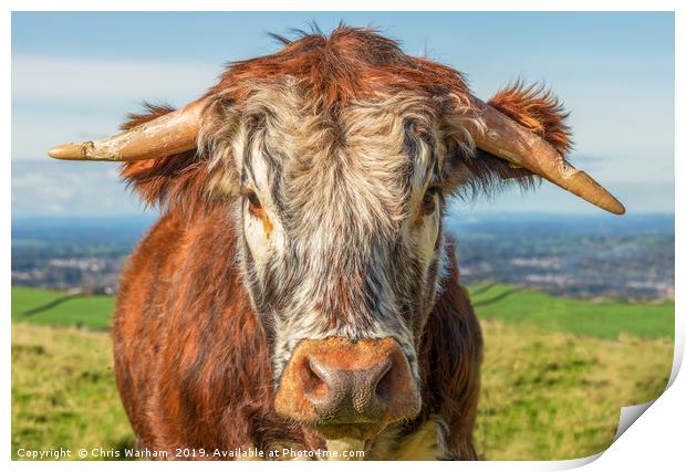 Cow portrait. English Longhorn Print by Chris Warham