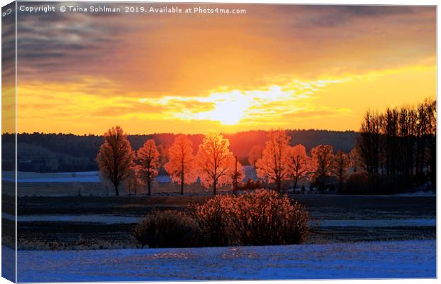Colours of Winter Sunset Canvas Print by Taina Sohlman