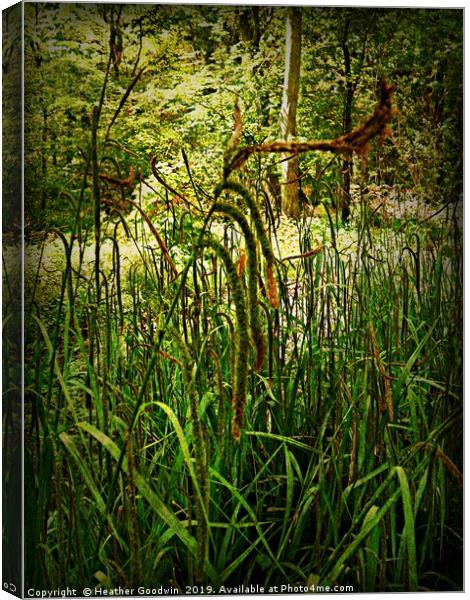 Grassy Lambs Tails Canvas Print by Heather Goodwin