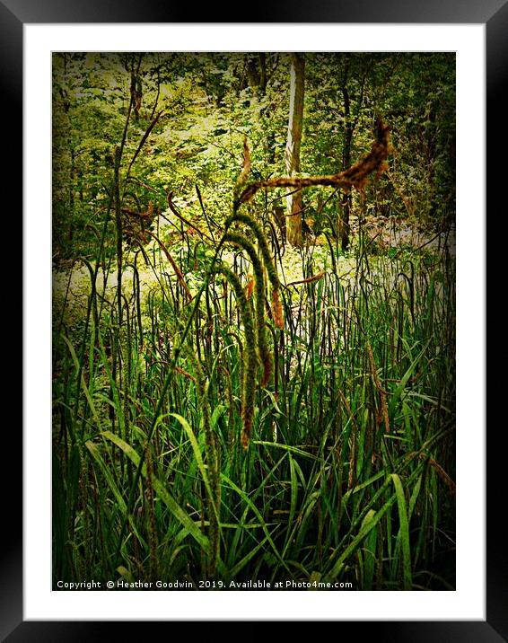 Grassy Lambs Tails Framed Mounted Print by Heather Goodwin