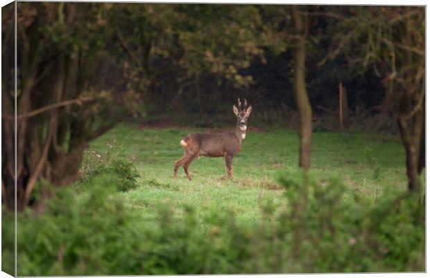 Roe Deer, Lincolnshire Canvas Print by Andrew Scott