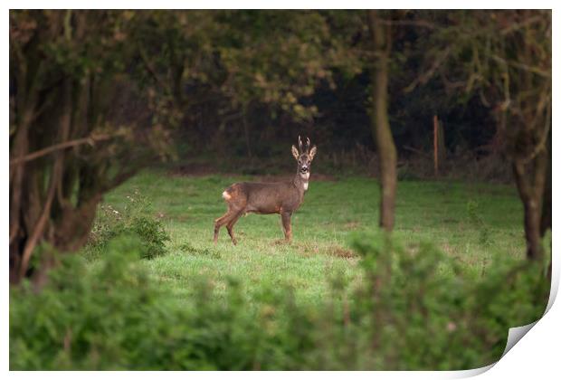 Roe Deer, Lincolnshire Print by Andrew Scott