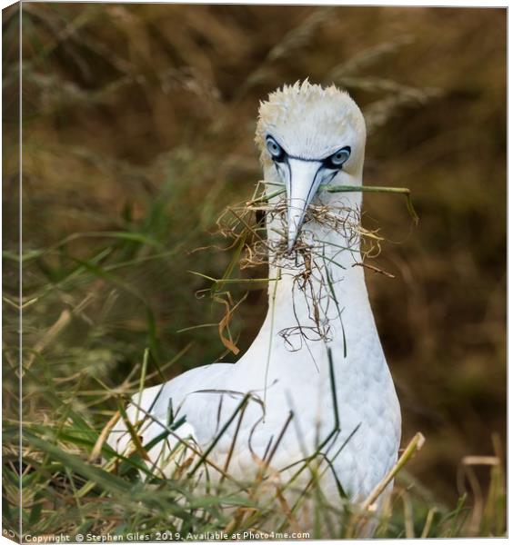 Gannet and grass Canvas Print by Stephen Giles